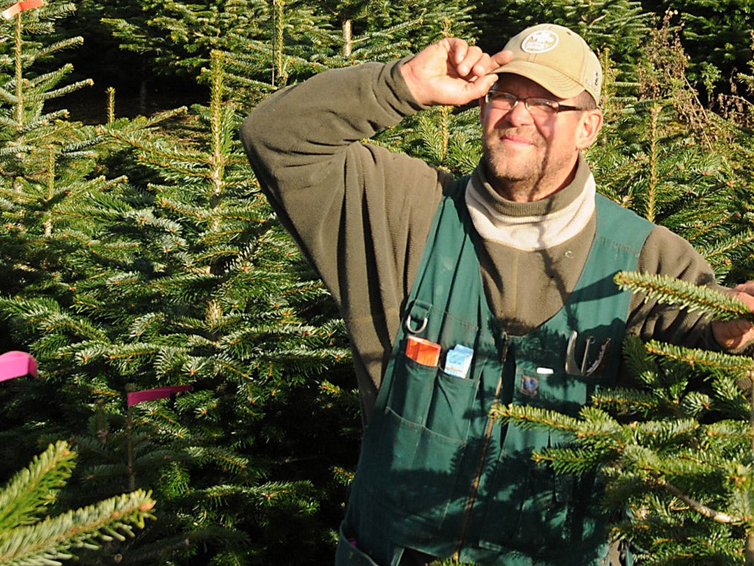 What's it like to work as a Christmas tree farmer? The Independent